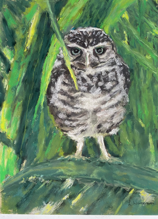George the Owl